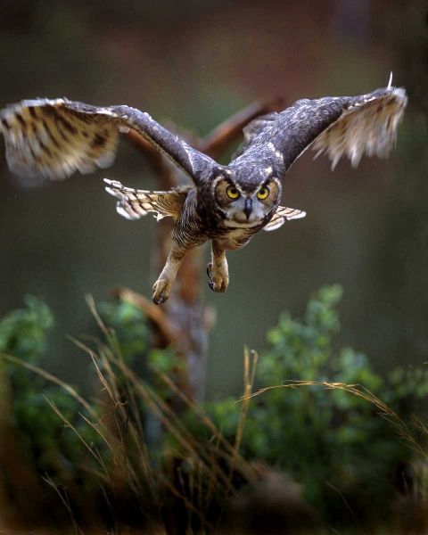 GA, Pine Mountain Barred owl in flight